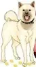 Lupin