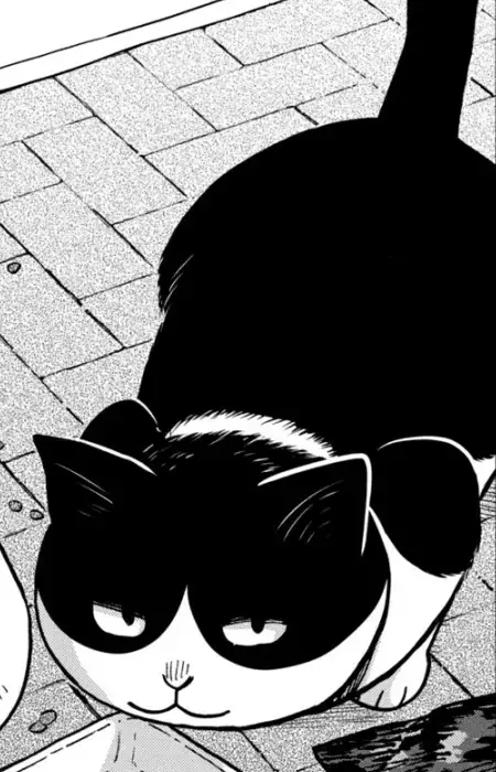 Hachi