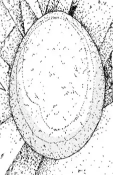 Pebble